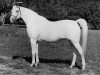 broodmare Ansata Bint Zaafarana 1958 EAO (Arabian thoroughbred, 1958, from Nazeer 1934 RAS)
