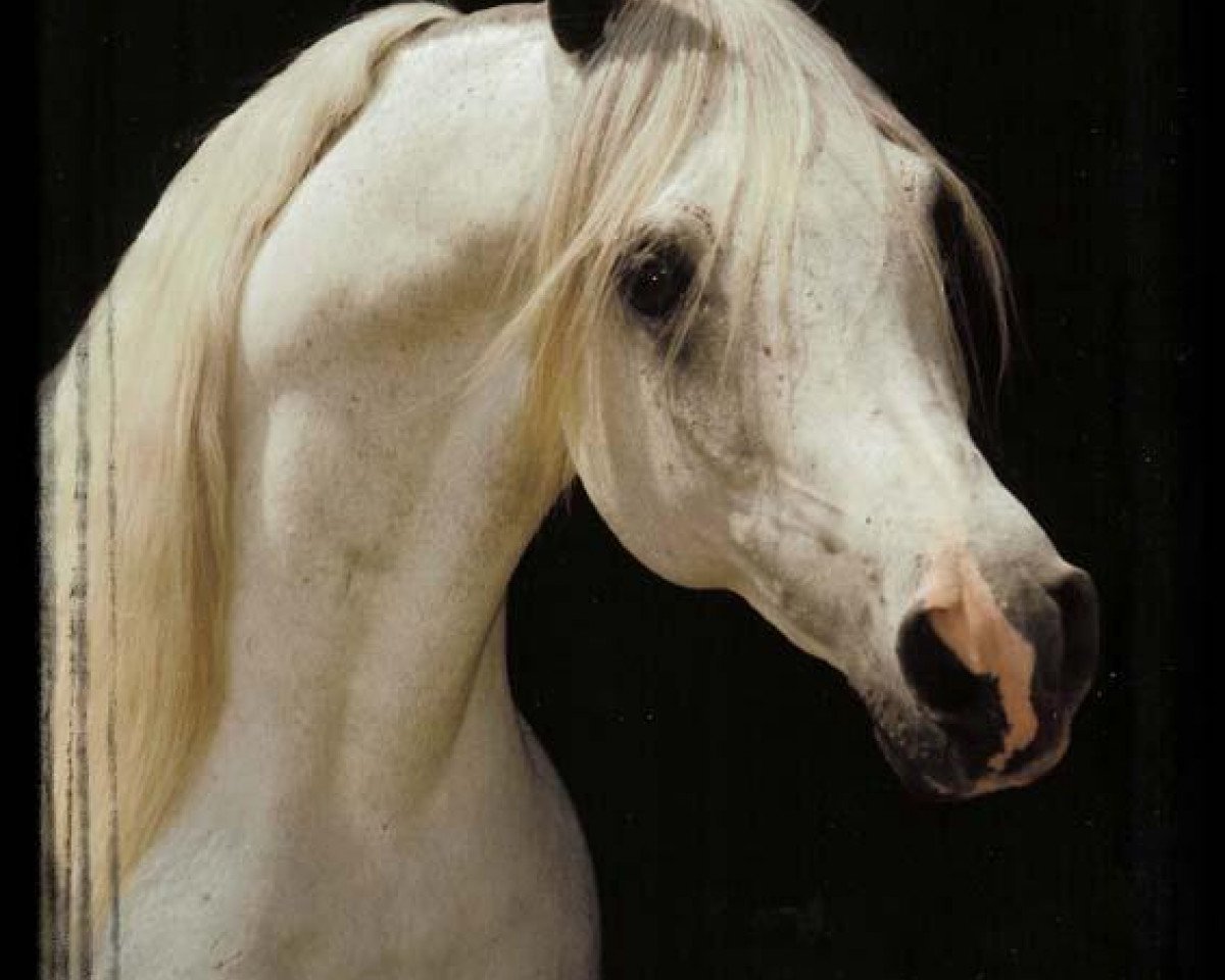 stallion Ansata Abu Nazeer 1974 EAO (Arabian purebred, 1974, from Ansata Ibn Halima 1958 EAO)