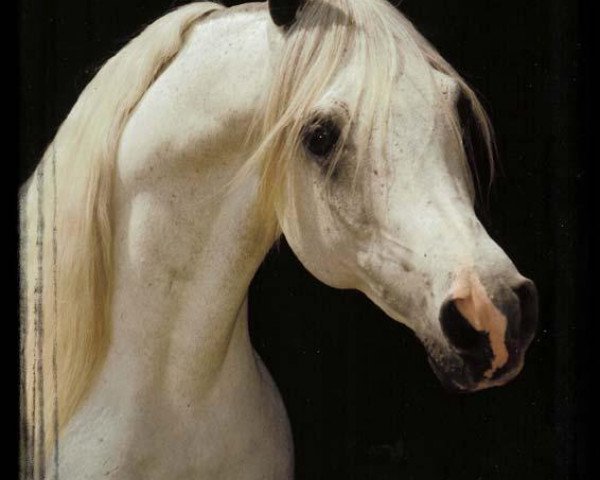 stallion Ansata Abu Nazeer 1974 EAO (Arabian thoroughbred, 1974, from Ansata Ibn Halima 1958 EAO)