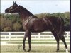 broodmare Aliashahm 1985 ox (Arabian thoroughbred, 1985, from Ruminaja Ali 1976 ox)