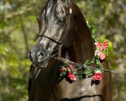 broodmare Rhapsody in Black 1994 ox (Arabian thoroughbred, 1994, from Thee Desperado 1989 EAO)