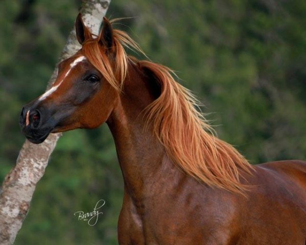 broodmare Alia Amal ox (Arabian thoroughbred, 2000, from Tcheser Billa Bay 1991 ox)