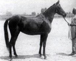 broodmare Salwa 1939 RAS (Arabian thoroughbred, 1939, from Ibn Rabdan 1917 RAS)