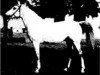 stallion El Nasser 1938 EAO (Arabian thoroughbred, 1938)