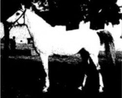 stallion El Nasser 1938 EAO (Arabian purebred, 1938)