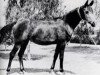 broodmare Sehr 1948 RAS (Arabian thoroughbred, 1948, from El Nasser 1938 EAO)