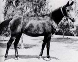 broodmare Sehr 1948 RAS (Arabian thoroughbred, 1948, from El Nasser 1938 EAO)