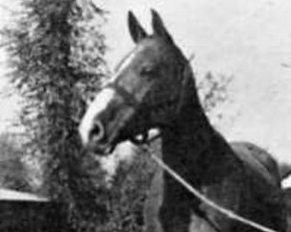broodmare Querqueville (Anglo-Norman, 1938, from Vas Y Donc)