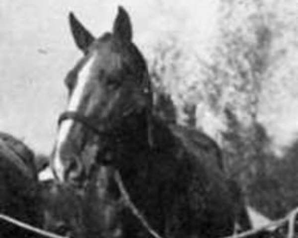 broodmare Vaillante (Anglo-Norman, 1943, from Porte Bonheur AN)