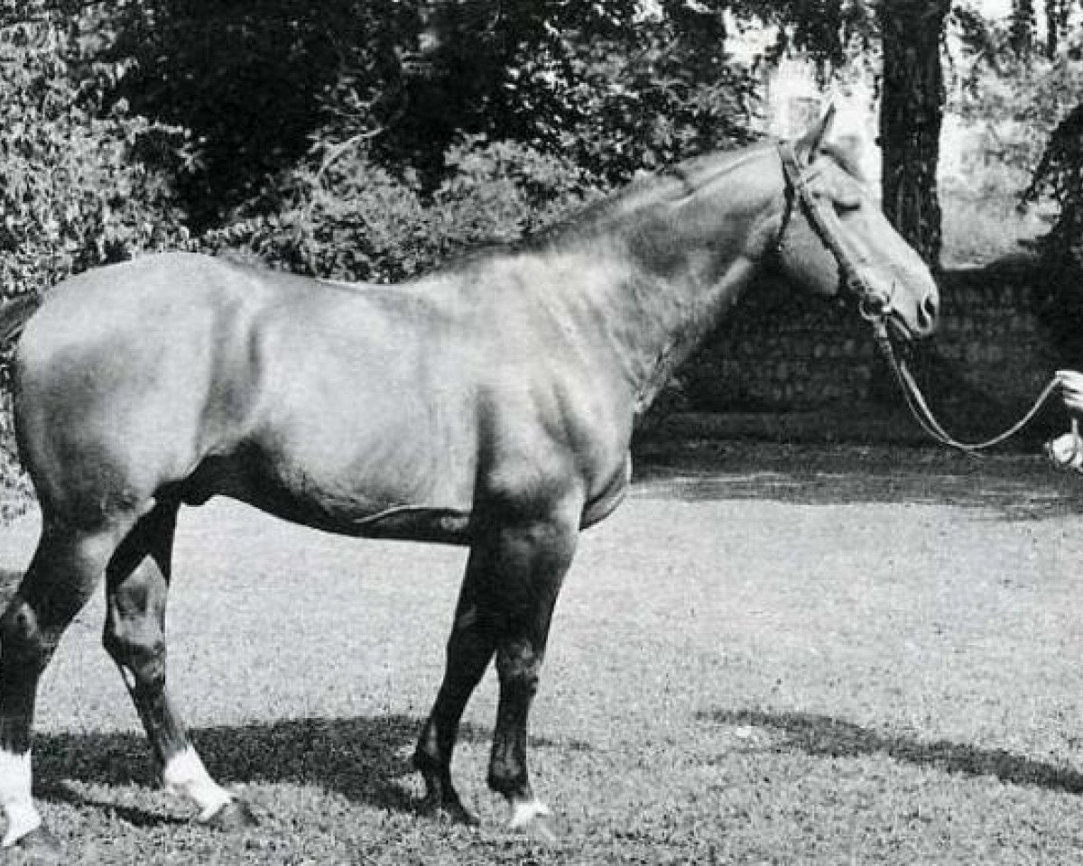 stallion Mersebourg (Anglo-Norman, 1956, from Gagne Si Peu AN)