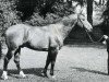 stallion Mersebourg (Anglo-Norman, 1956, from Gagne Si Peu AN)