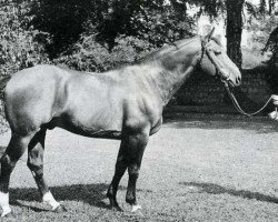 stallion Mersebourg (Anglo-Norman, 1956, from Gagne Si Peu AN)