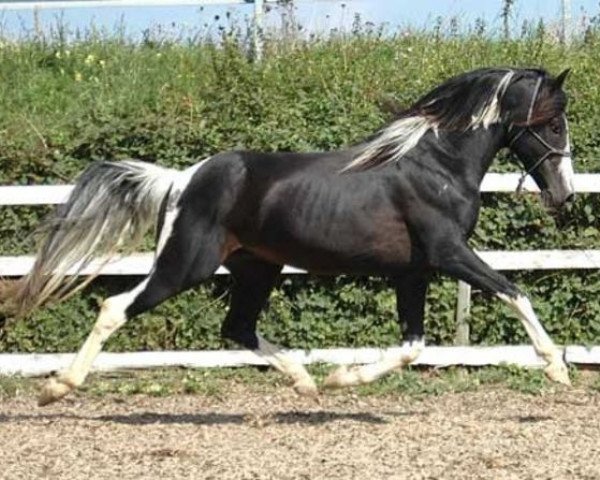 stallion Acamani (Lewitzer, 1998, from Agnus Dei)