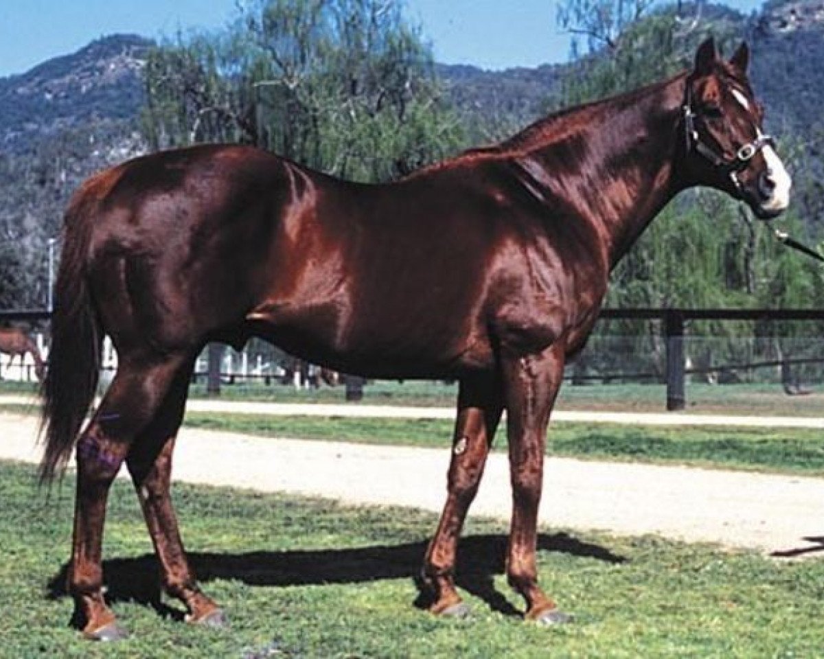 stallion Vain xx (Thoroughbred, 1966, from Wilkes xx)