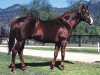 stallion Vain xx (Thoroughbred, 1966, from Wilkes xx)