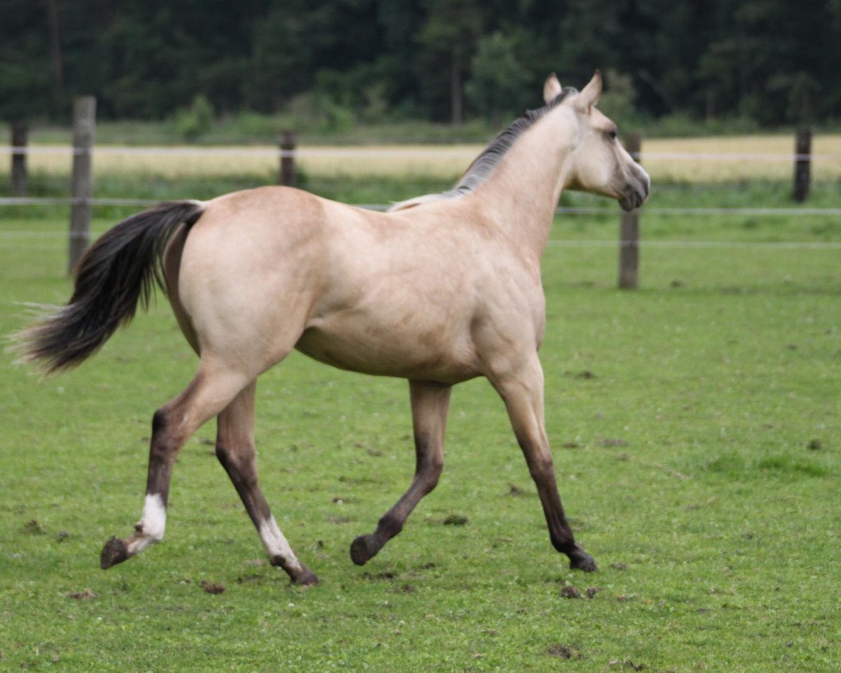 horse Luna Blue Power (Quarter Horse, 2011, from Fritz Power)