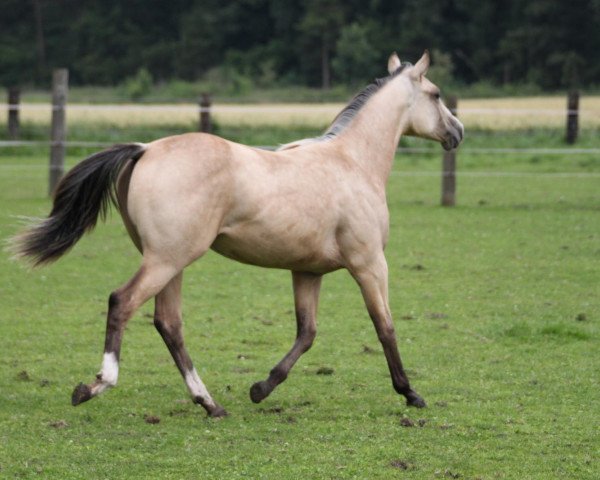 Pferd Luna Blue Power (Quarter Horse, 2011, von Fritz Power)