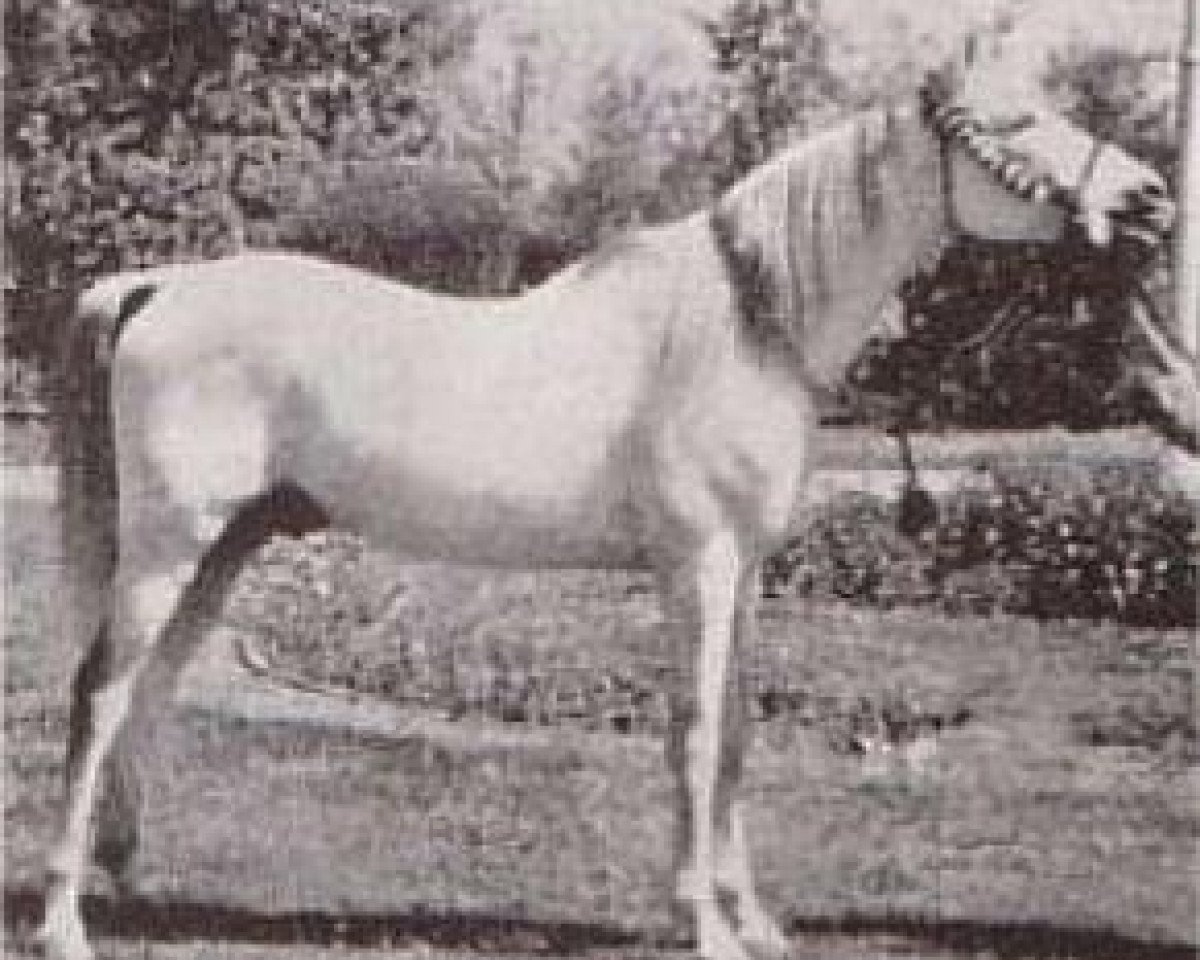 stallion Nasralla 1956 RAS (Arabian purebred, 1956, from Balance RAS)
