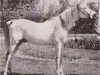 stallion Nasralla 1956 RAS (Arabian thoroughbred, 1956, from Balance RAS)