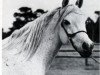 broodmare Bint Mouna 1958 EAO (Arabian thoroughbred, 1958, from Nazeer 1934 RAS)