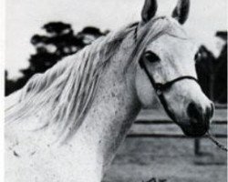 broodmare Bint Mouna 1958 EAO (Arabian thoroughbred, 1958, from Nazeer 1934 RAS)