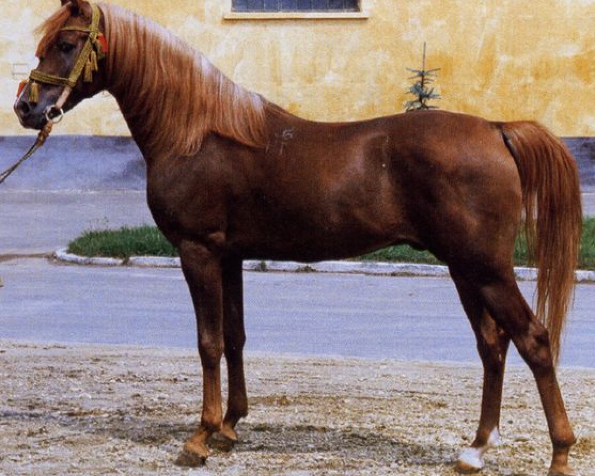 stallion Ibn Galal I 1973 EAO (Arabian purebred, 1973, from Ibn Galal 1966 EAO)