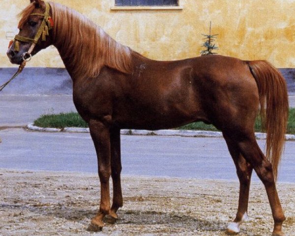 stallion Ibn Galal I 1973 EAO (Arabian thoroughbred, 1973, from Ibn Galal 1966 EAO)