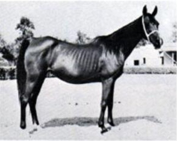 broodmare Yashmak 1941 RAS (Arabian thoroughbred, 1941, from Sheikh el Arab 1933 RAS)