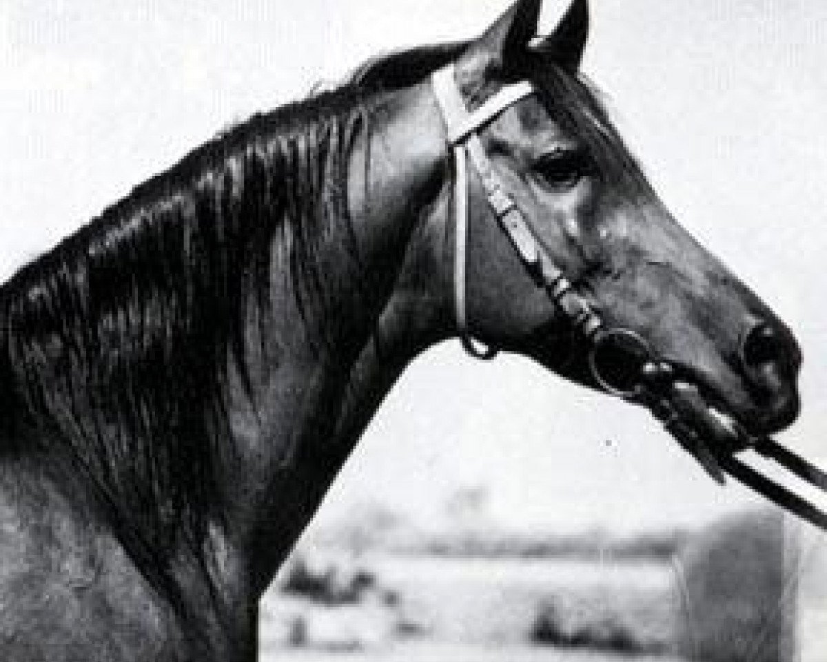 Deckhengst Mashhour 1941 RAS (Vollblutaraber, 1941, von Shahloul 1931 RAS)