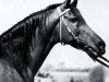 stallion Mashhour 1941 RAS (Arabian thoroughbred, 1941, from Shahloul 1931 RAS)