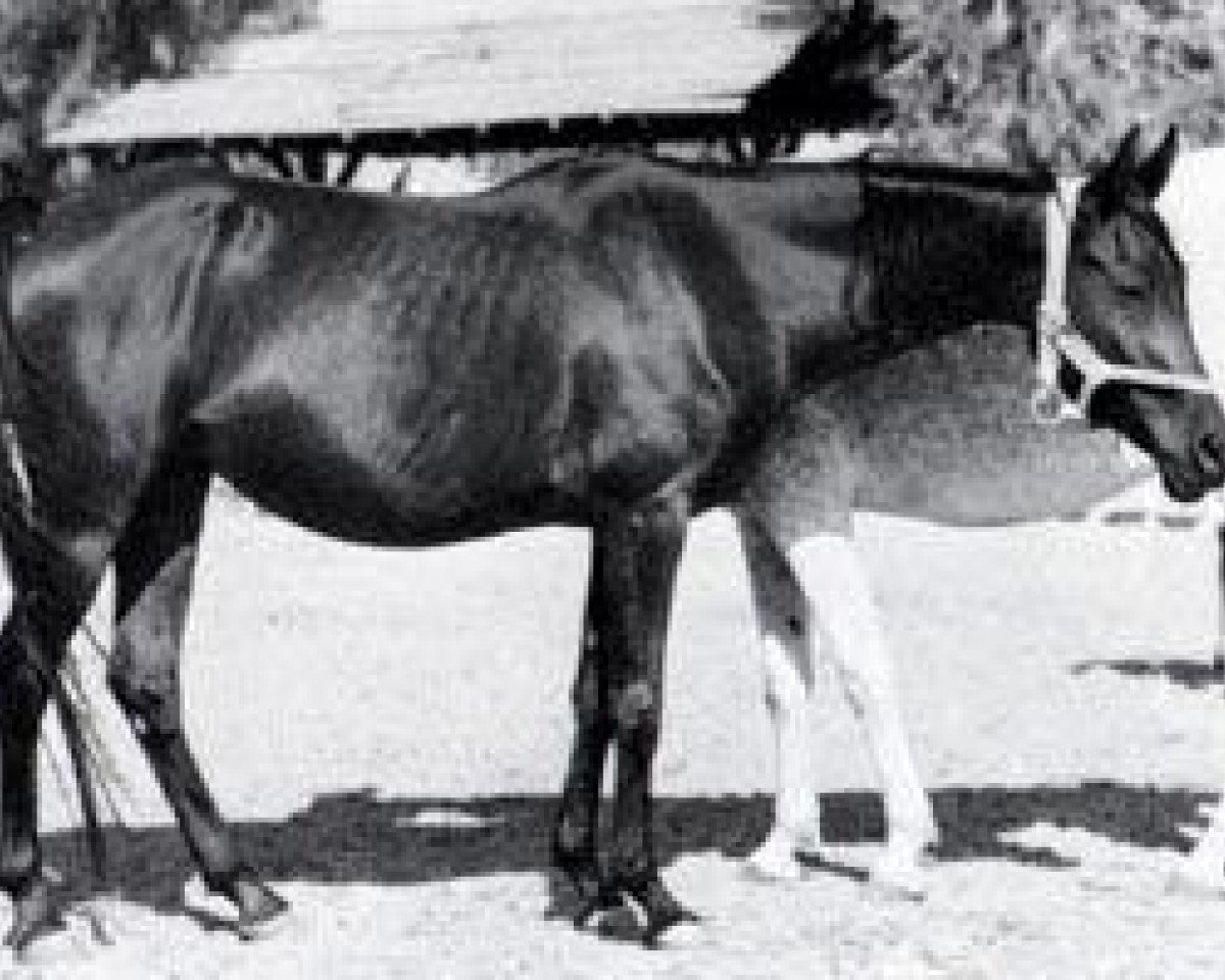 broodmare Rahma 1951 RAS (Arabian purebred, 1951, from Mashhour 1941 RAS)