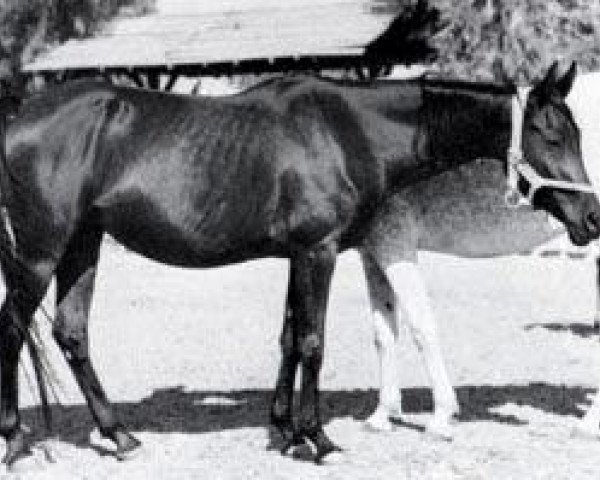 broodmare Rahma 1951 RAS (Arabian thoroughbred, 1951, from Mashhour 1941 RAS)