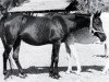 broodmare Rahma 1951 RAS (Arabian thoroughbred, 1951, from Mashhour 1941 RAS)