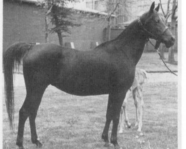 Zuchtstute Hanadi 1968 EAO (Vollblutaraber, 1968, von Alaa El Din 1956 EAO)