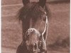 broodmare Bakria 1973 ox (Arabian thoroughbred, 1973, from Gharib 1965 EAO)