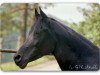 stallion Gharib 1965 EAO (Arabian thoroughbred, 1965, from Anter 1946 EAO)