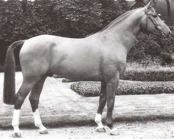horse Federball (Westphalian, 1980, from Frühlingsball)