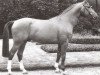stallion Federball (Westphalian, 1980, from Frühlingsball)