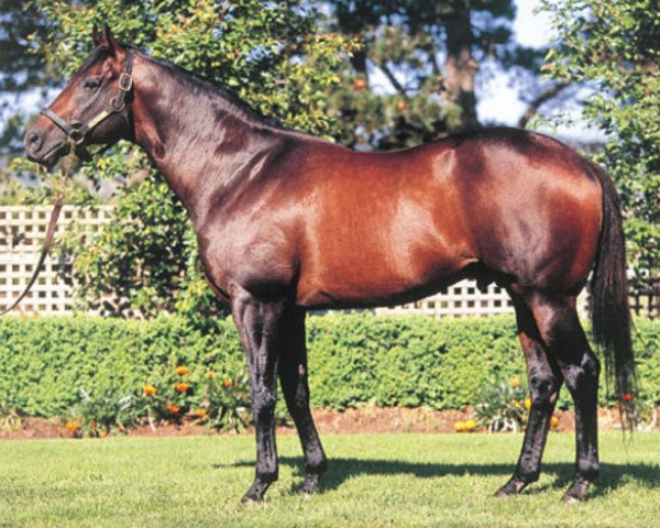 stallion Bel Esprit xx (Thoroughbred, 1999, from Royal Academy xx)