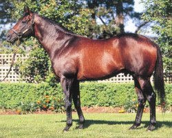 stallion Bel Esprit xx (Thoroughbred, 1999, from Royal Academy xx)