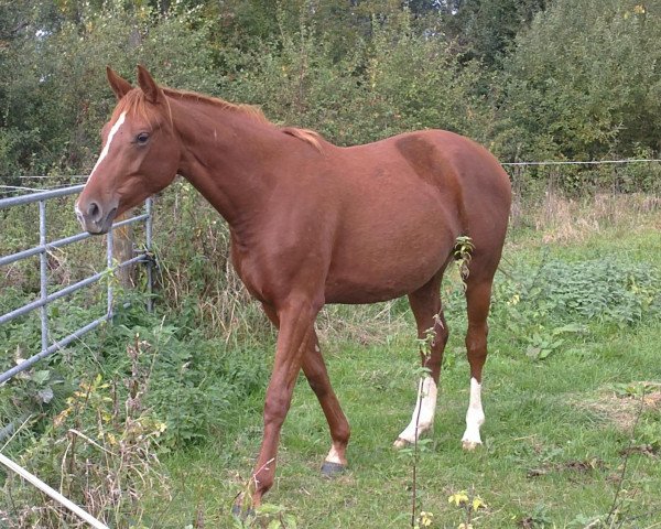 dressage horse Sunsee Ahray (German Warmblood, 2010, from Sommertraum)