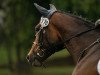 dressage horse Herbstesprit (Trakehner, 2007, from Herzensdieb)