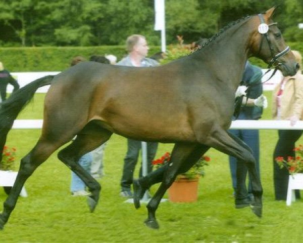 broodmare Sabrina (Westphalian, 2004, from Sunny-Boy)