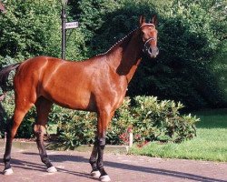 broodmare Comtess (Westphalian, 1995, from Carte d'Or)