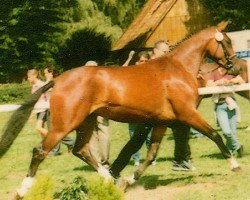 broodmare Lorenzia (Westphalian, 1997, from Lord Caletto)