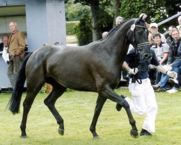 broodmare Whitney Spears (Westphalian, 2005, from Weltmeyer)