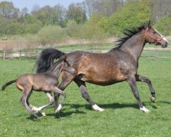 broodmare Full Speed (Westphalian, 1993, from Funkenspiel)