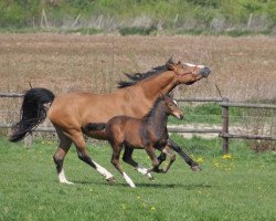 broodmare Loona (Westphalian, 1999, from Lancer III)