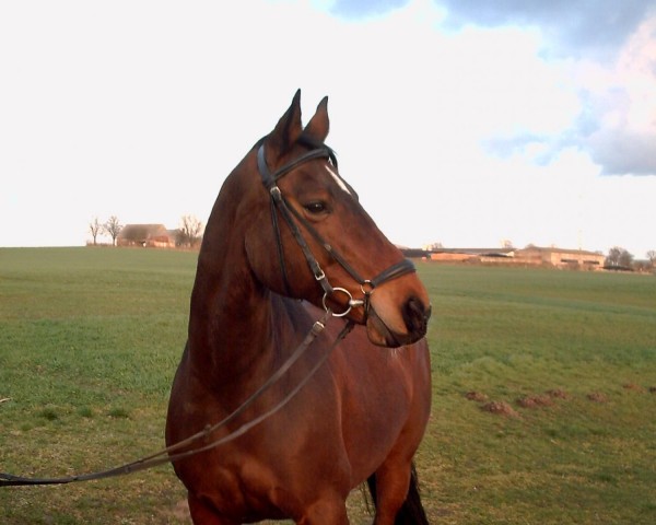 horse Geraldine (Mecklenburg, 1995, from Grenzfall)