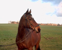 Pferd Geraldine (Mecklenburger, 1995, von Grenzfall)